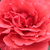 Crvena  - Floribunda-grandiflora ruža  - Sammetglut®